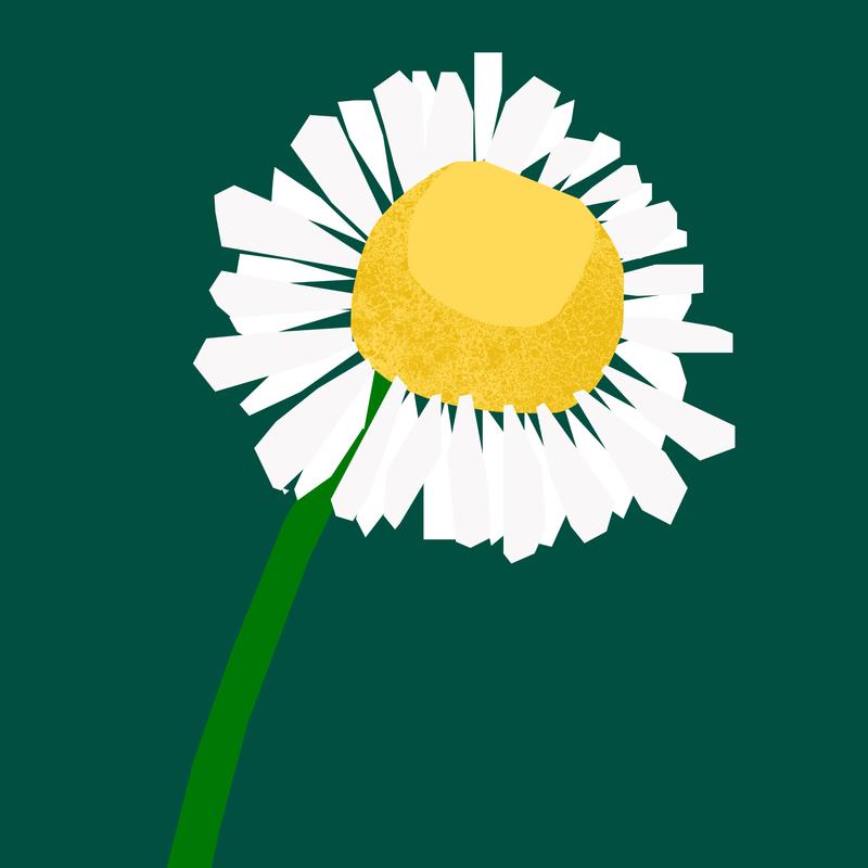 Chamomile - The Nature of Things